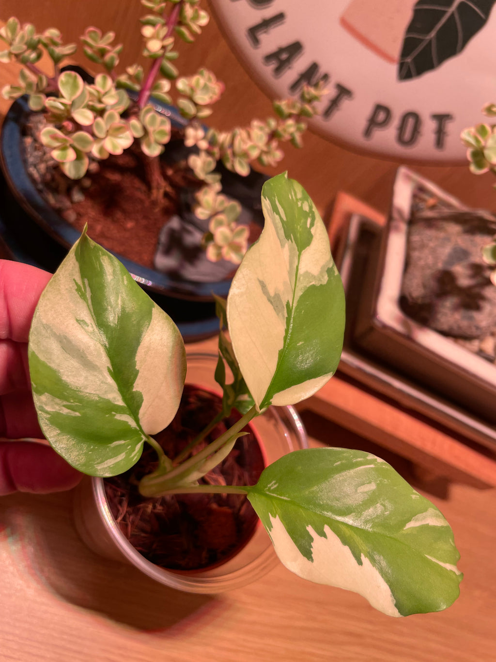 Rhaphidophora Tetrasperma Variegata