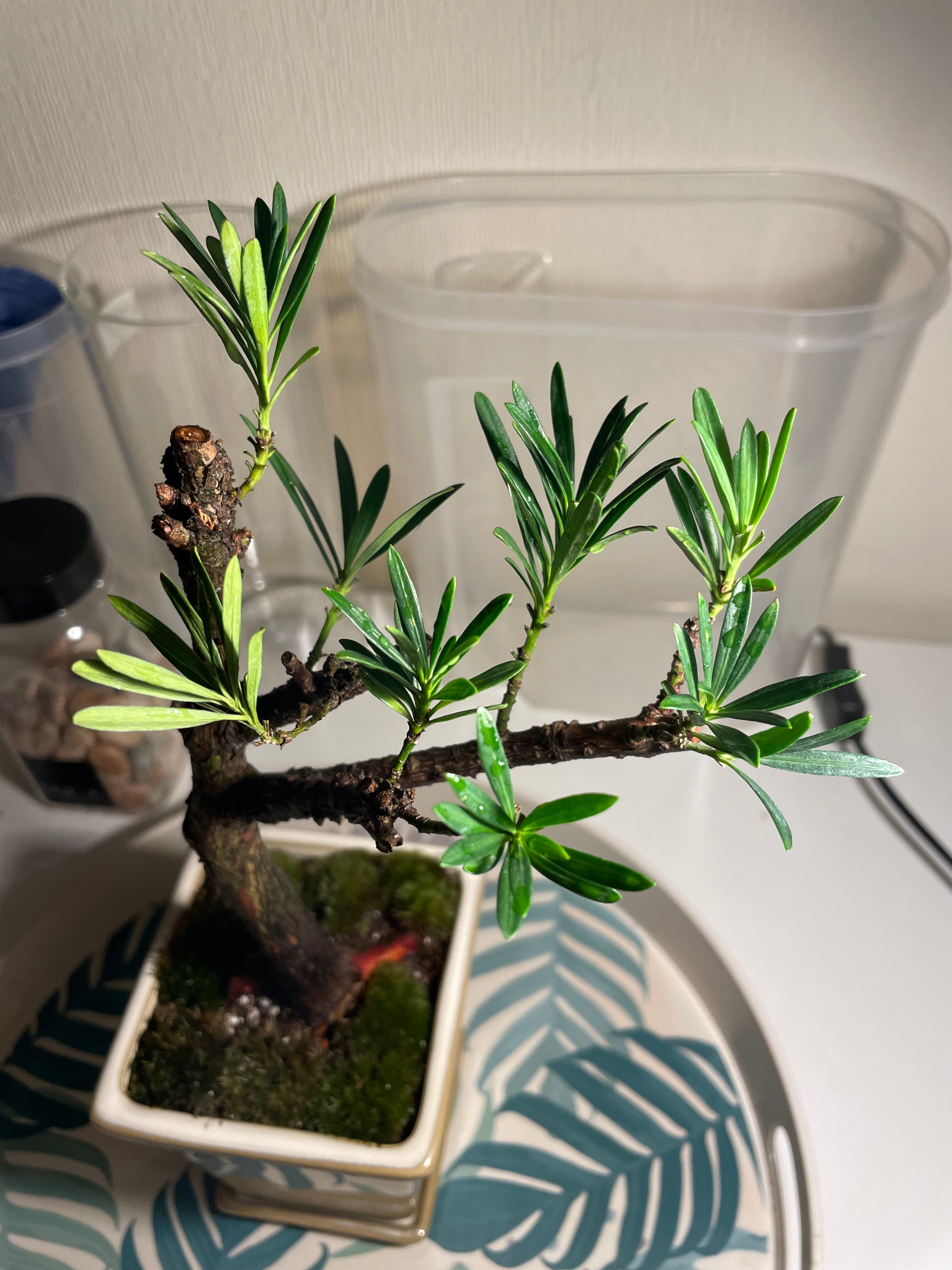 Podocarpus Chinensis Bonsai