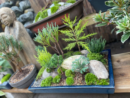 Bonsai Pot Forest
