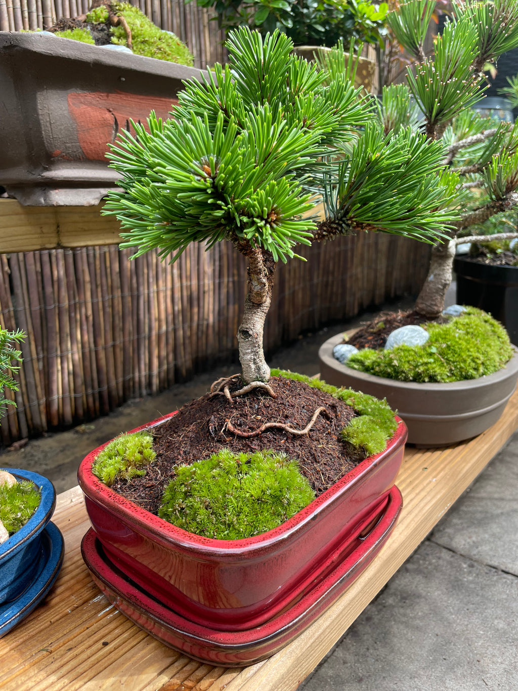 Dwarf Mugo Pine Bonsai