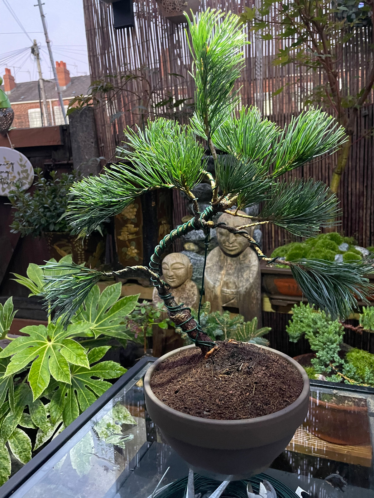 Japanese White Pine Tree