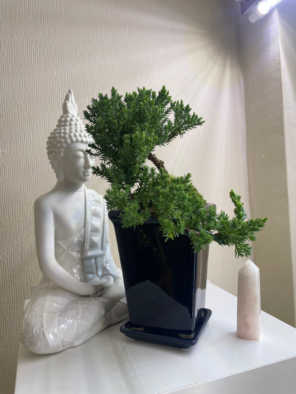 Juniperus Chinensis Cascade Bonsai