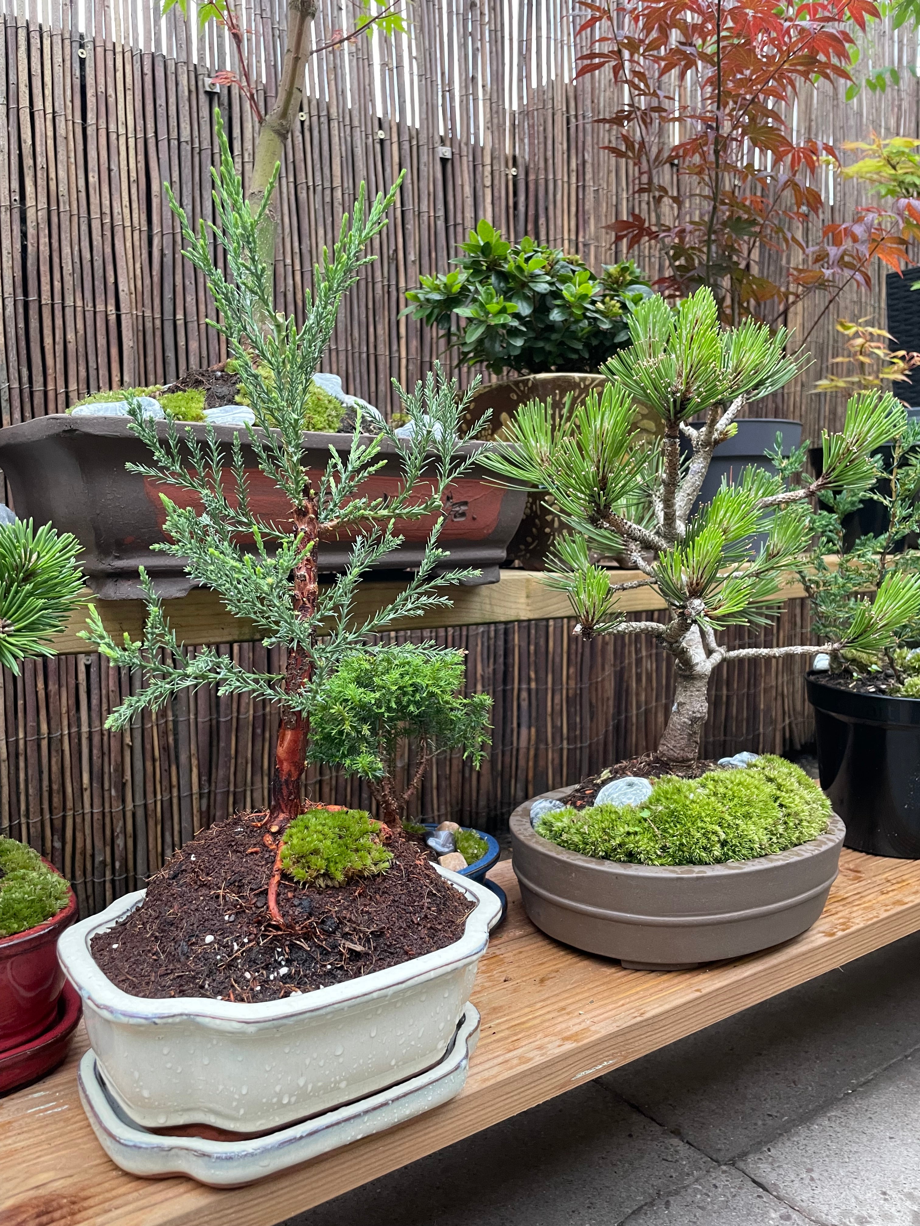 Giant Redwood ‘Sequoiadendron Giganteum’ Bonsai