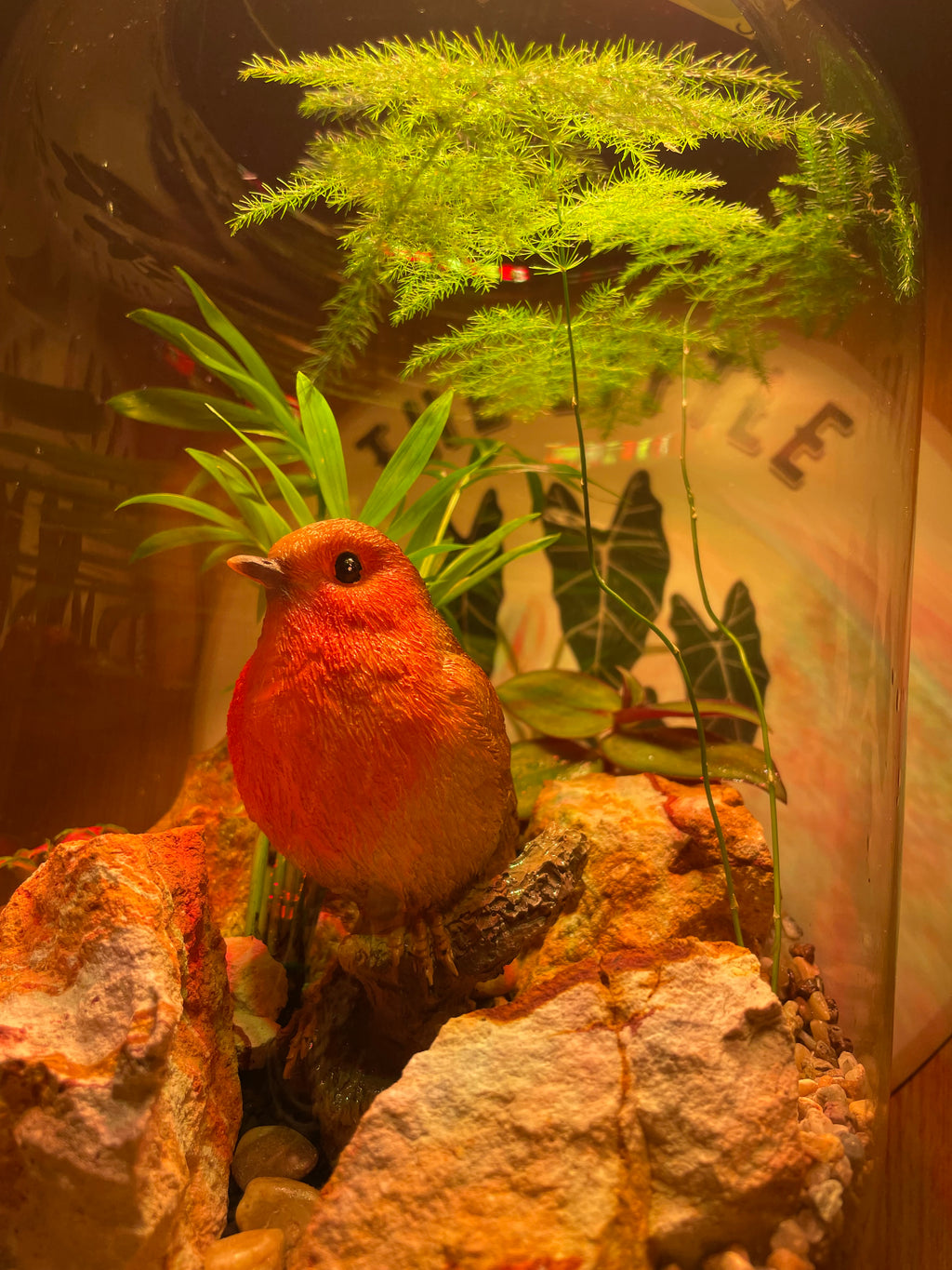 Rocky Robin Terrarium