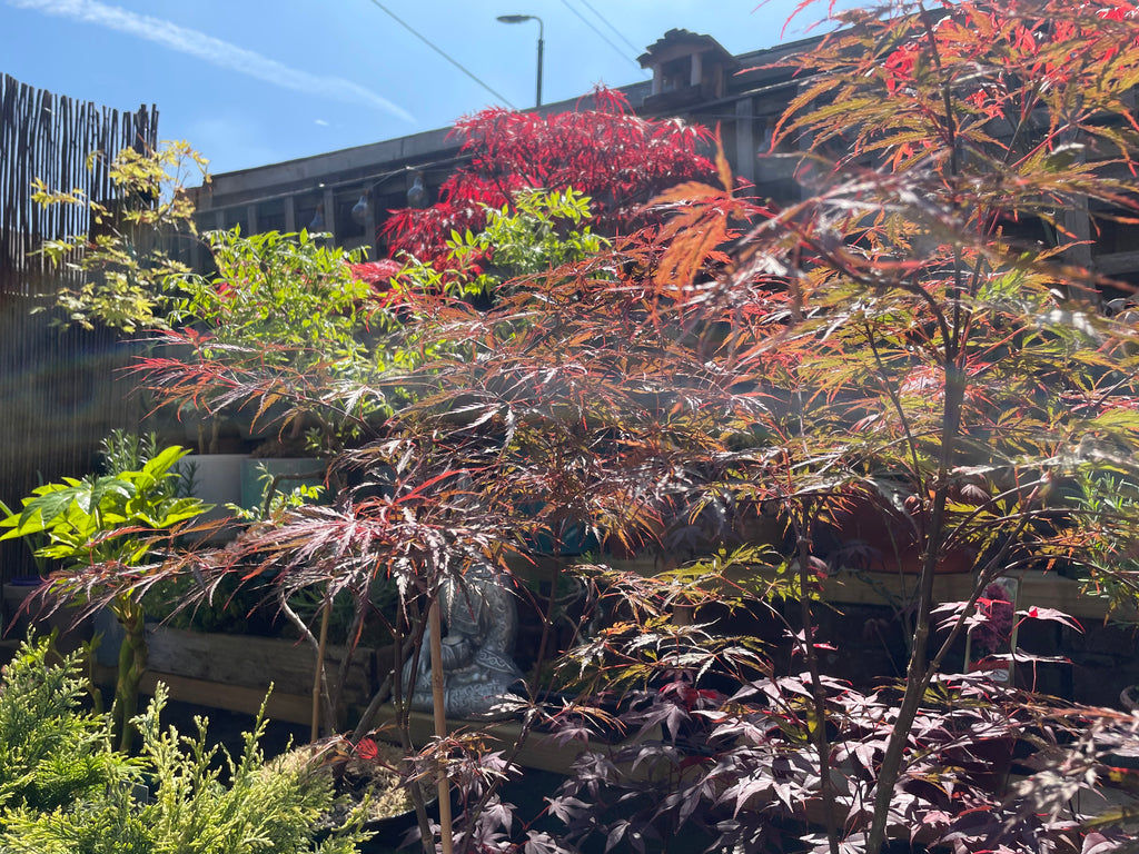 Acer Dissectum Red Garnet