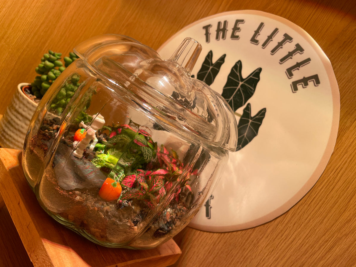 Pumpkin Terrarium