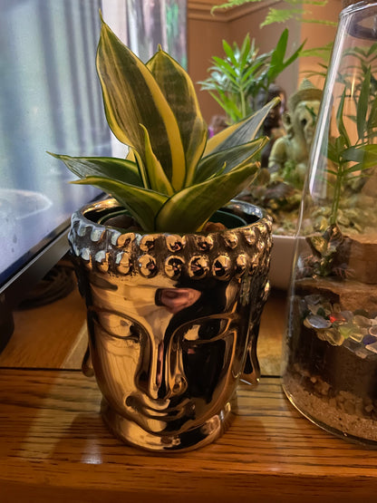 Buddha & Snake Plant