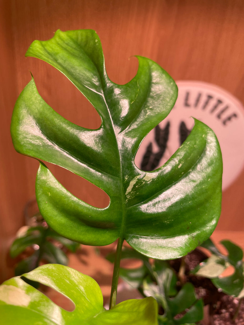 Rhaphidophora Tetrasperma Variegata (Low Variegation)