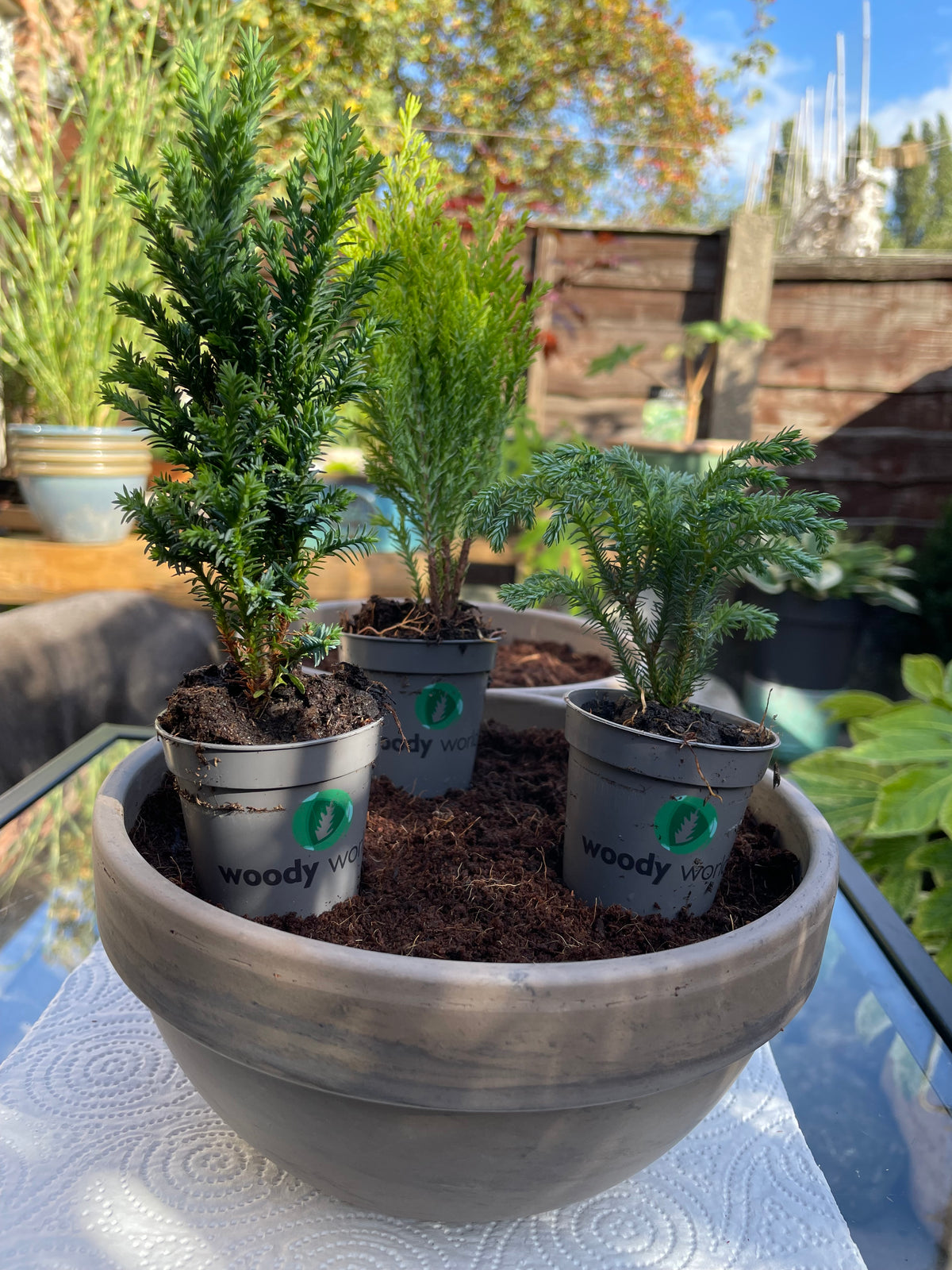 DIY Mini Forest Bowl Kit