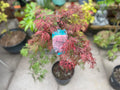 Acer Dissectum Red Garnet