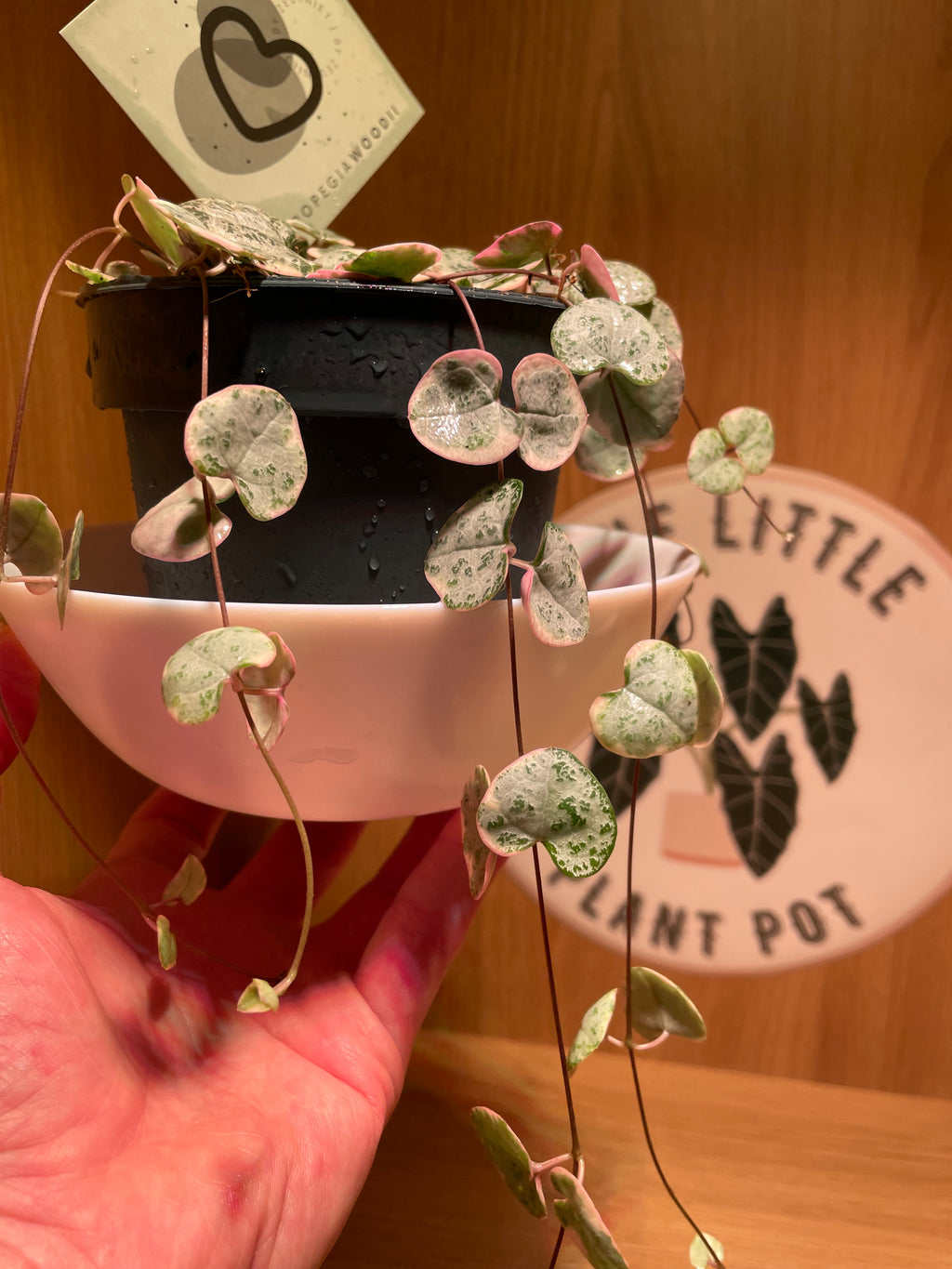Variegated String of Hearts
