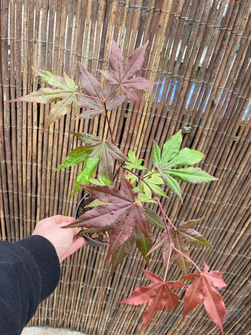 Acer Palmatum ‘Atropurpureum’