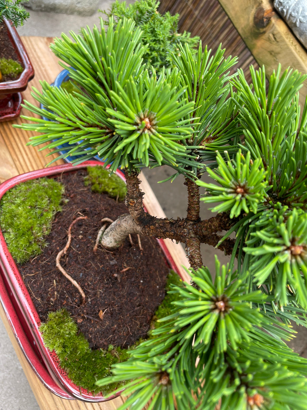 Dwarf Mugo Pine Bonsai