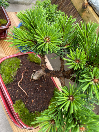Dwarf Mugo Pine Bonsai