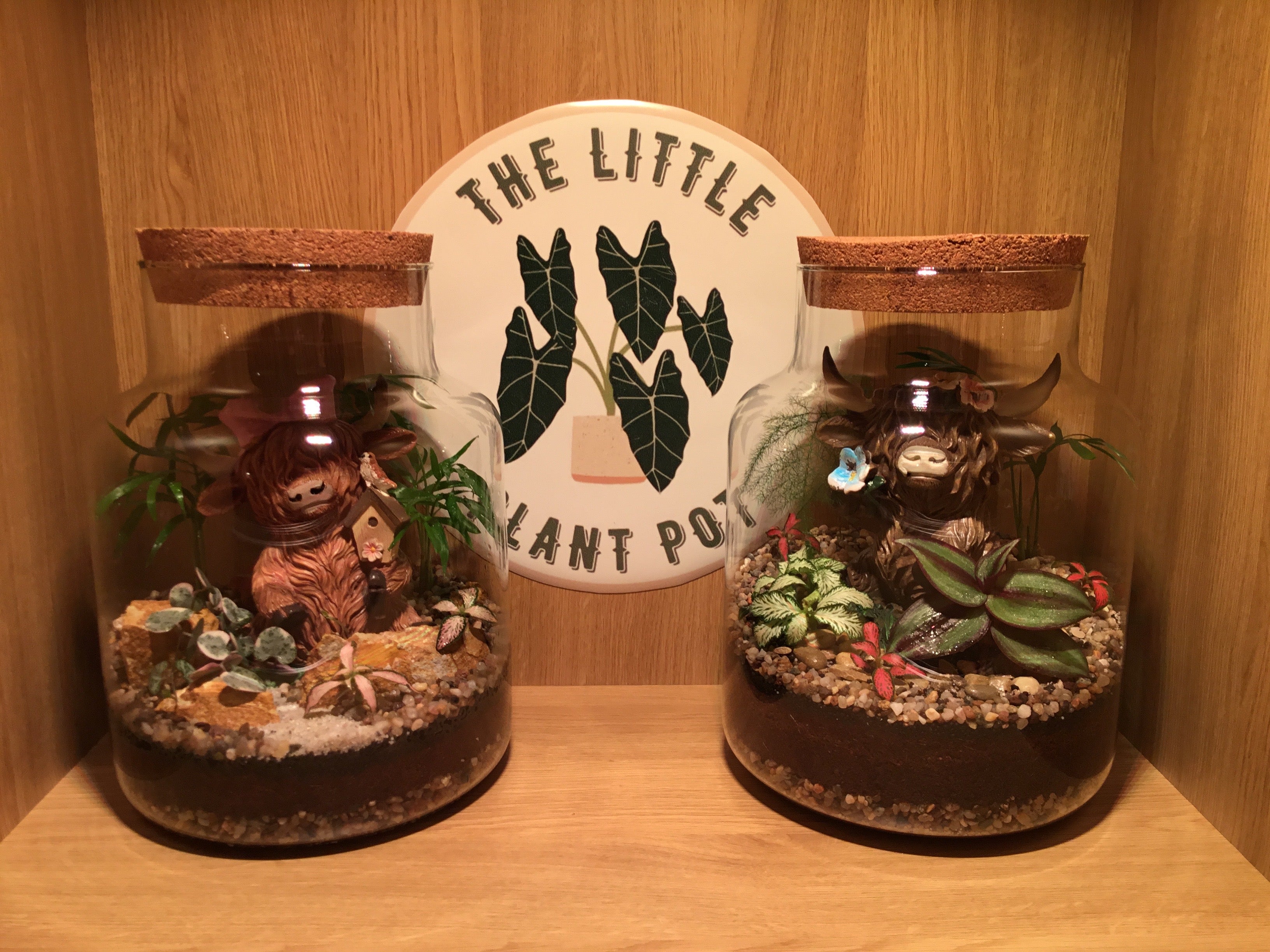 Highland Cow Terrarium