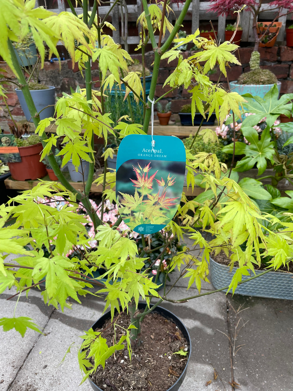 Acer Palmatum ‘Orange Dream’