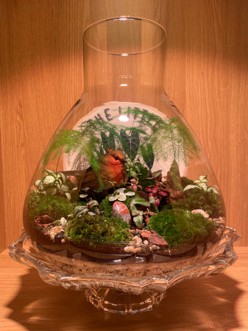 *NEW* XL Robin Red Breast Terrarium