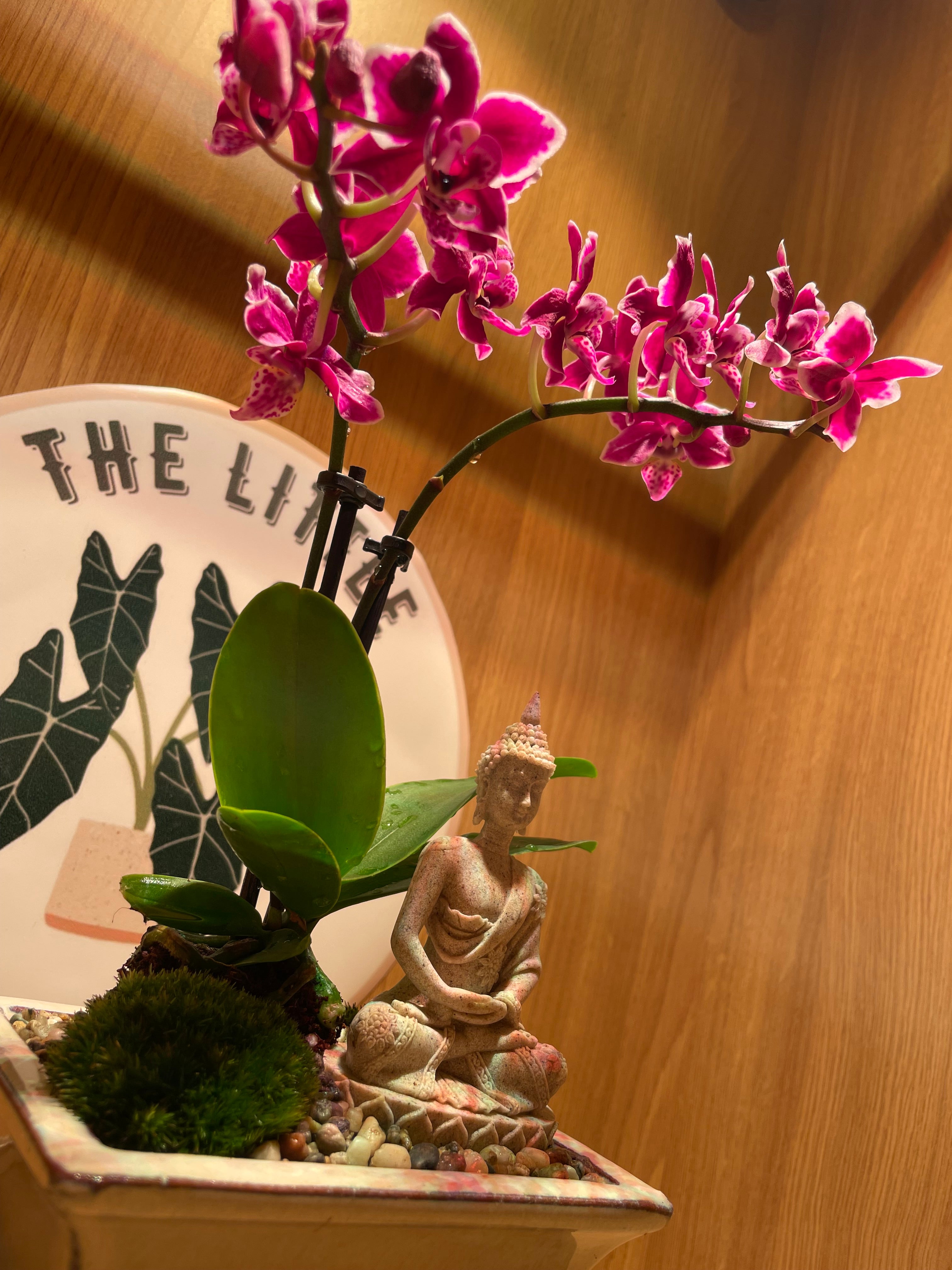 Buddha and the Orchid