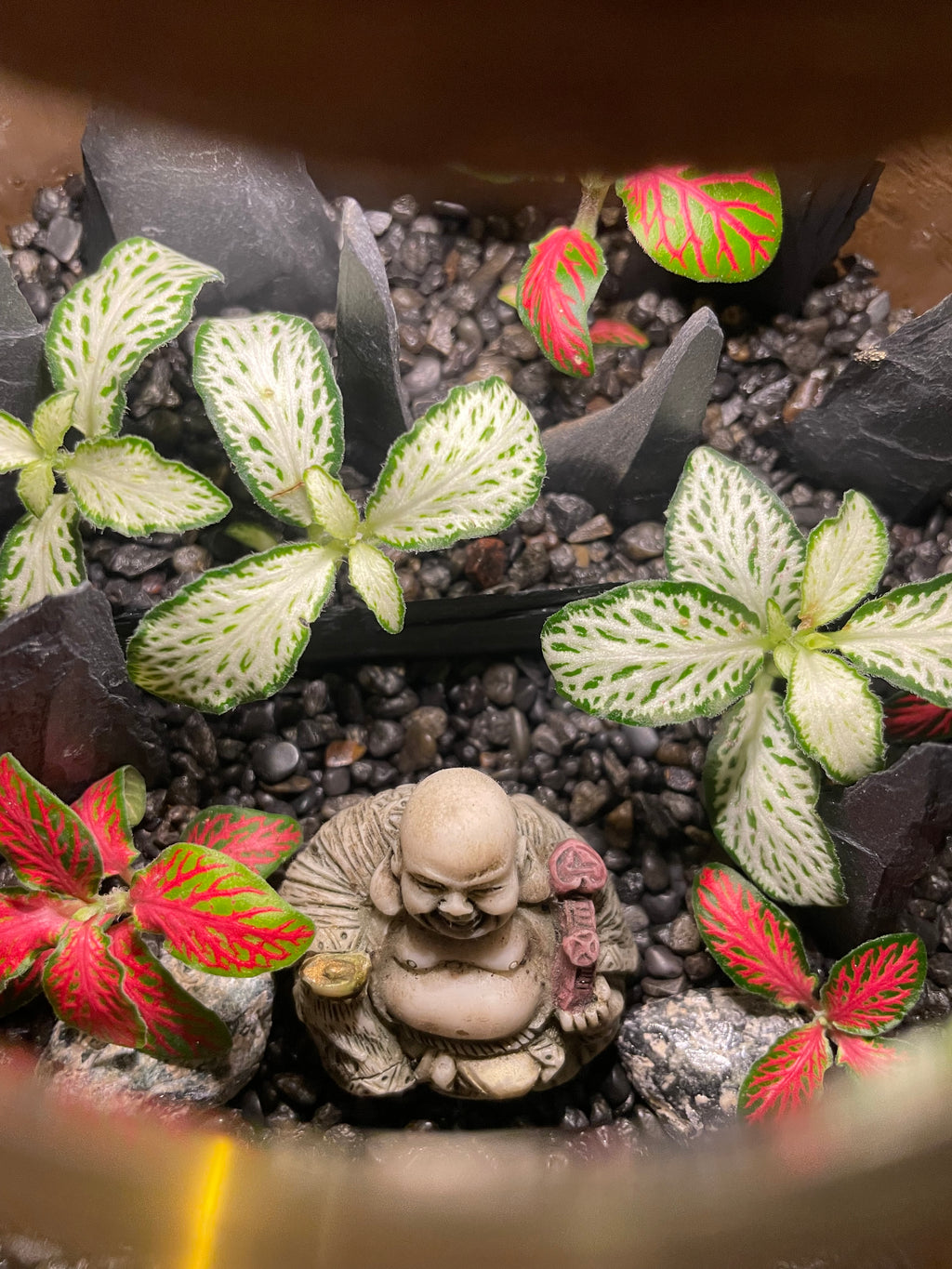 Buddha LED Terrarium