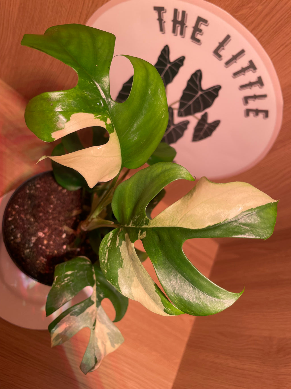 Rhaphidophora Tetrasperma Variegata (Highly Variegated)