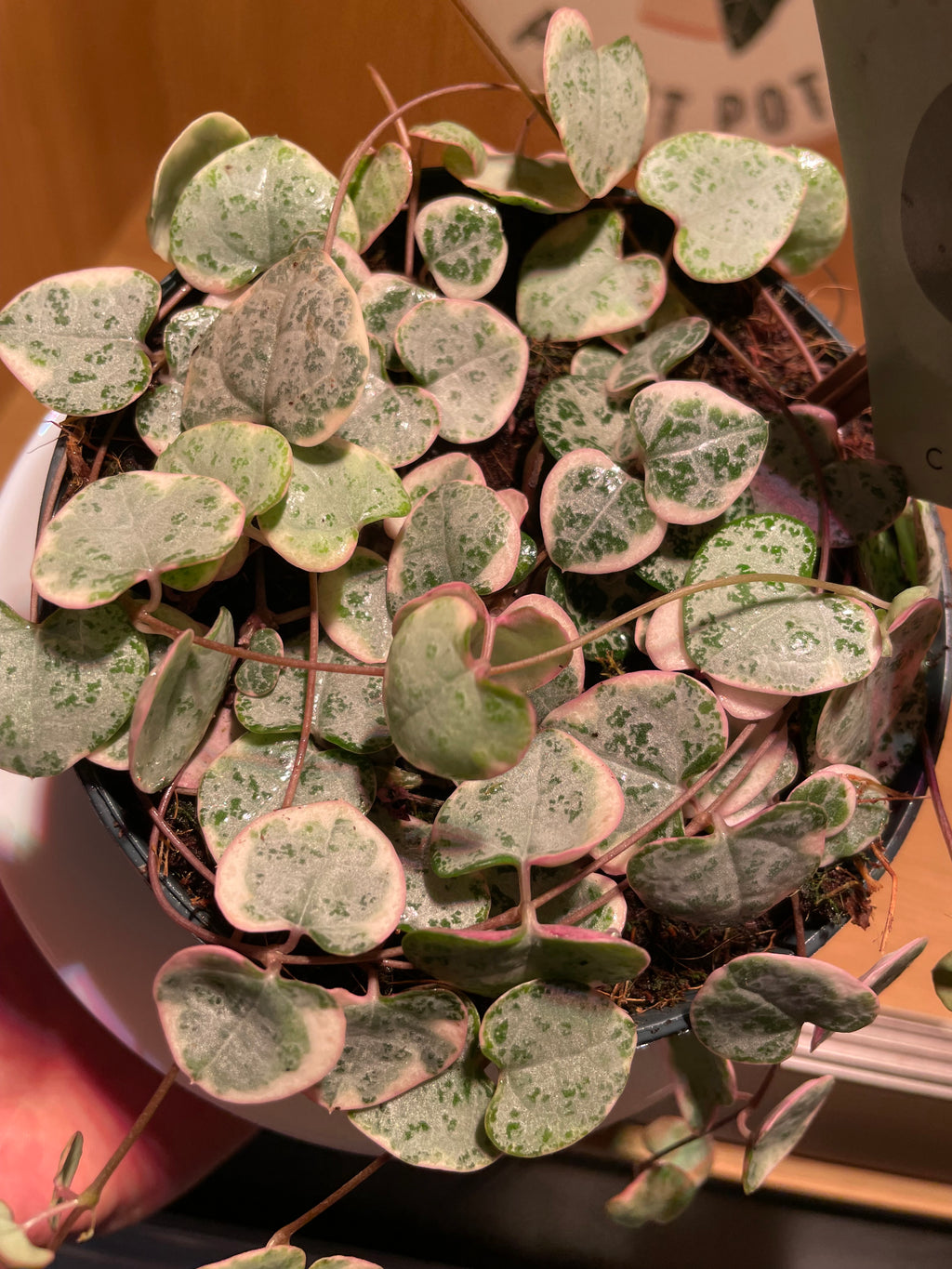 Variegated String of Hearts