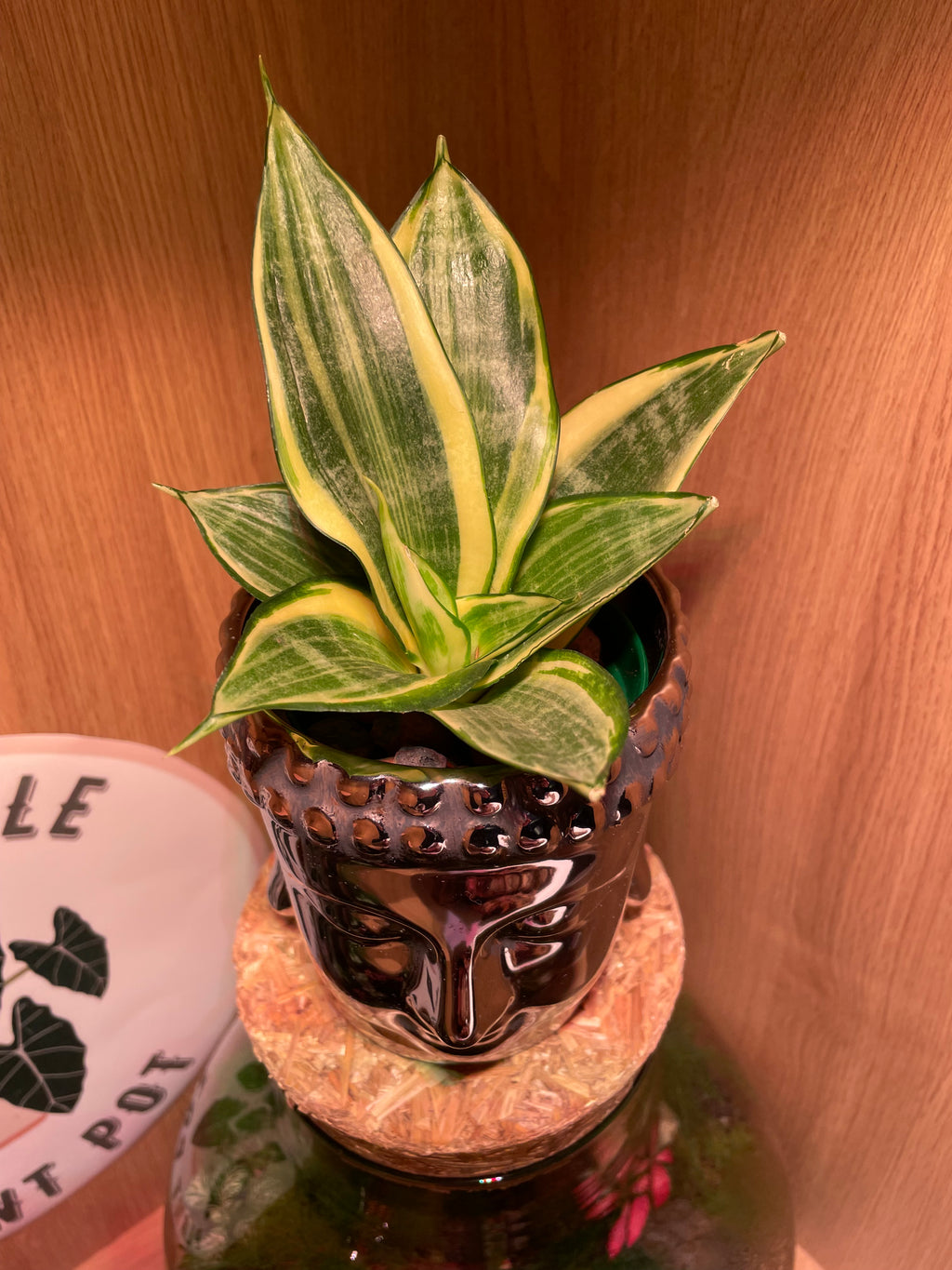 Buddha & Snake Plant