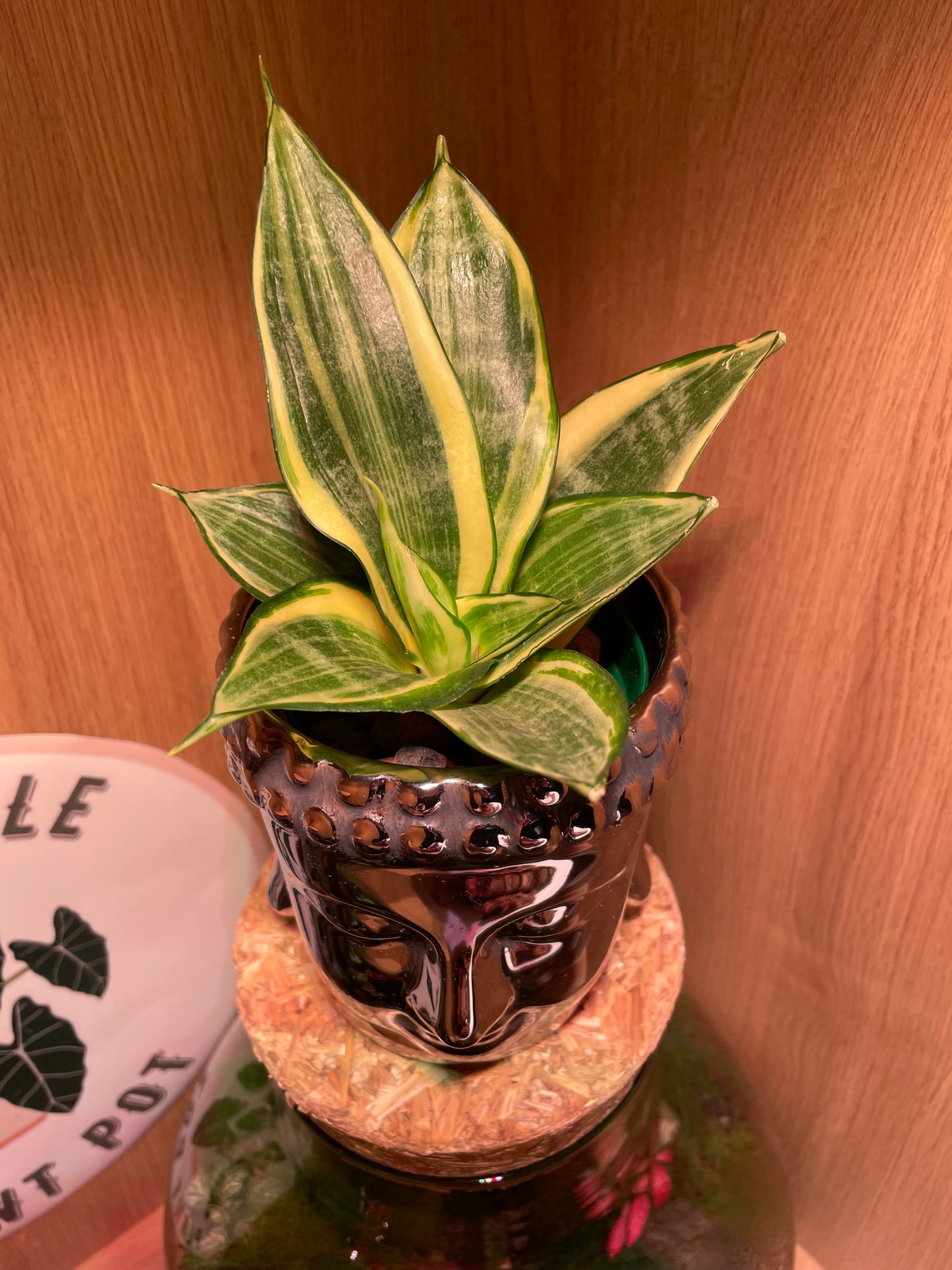 Buddha & Snake Plant