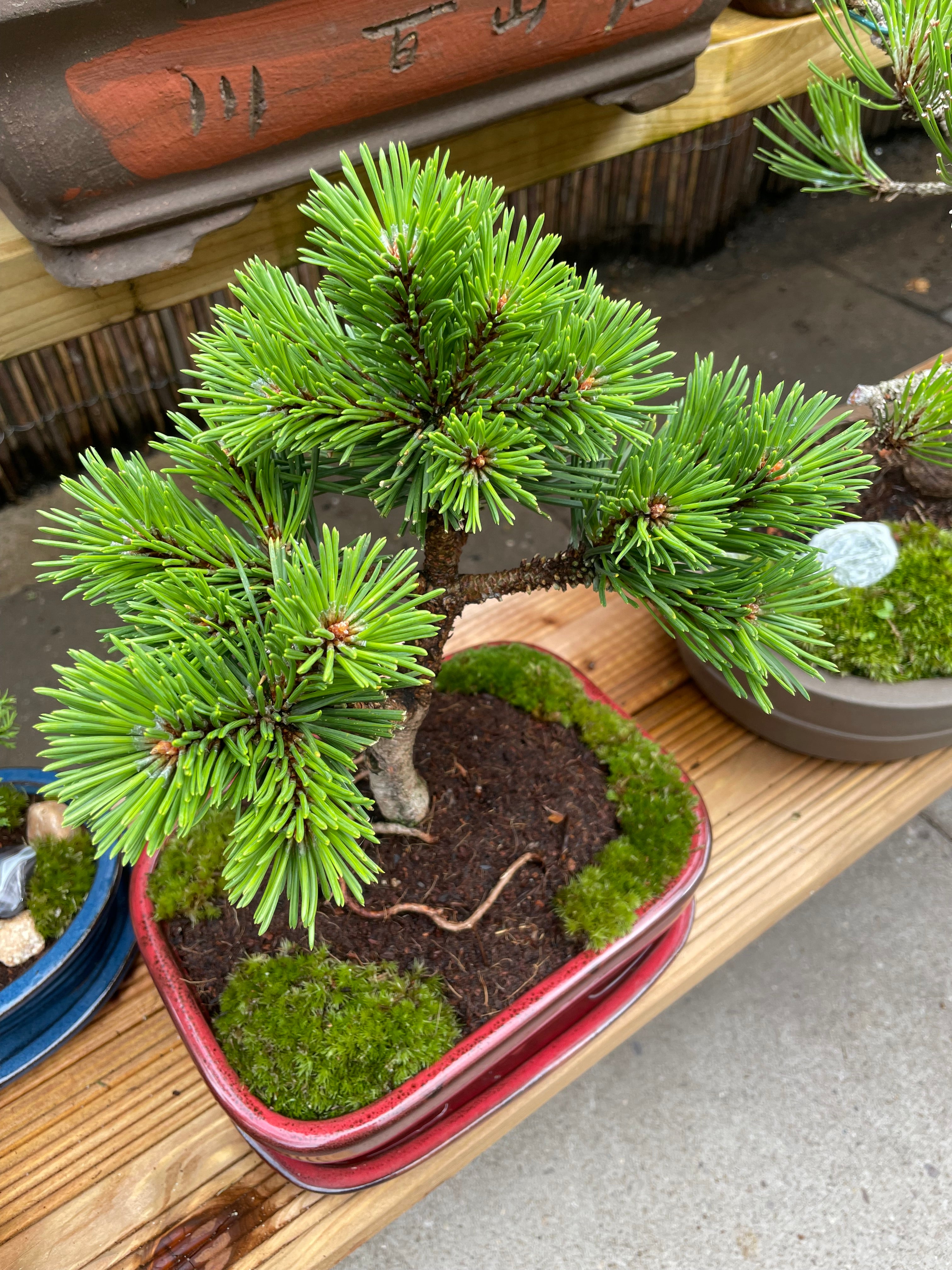 Dwarf Mugo Pine Bonsai