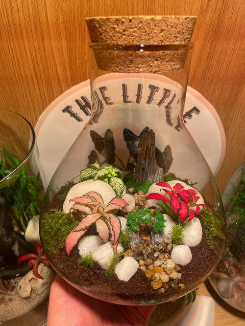 ***NEW*** Little Bird Terrarium