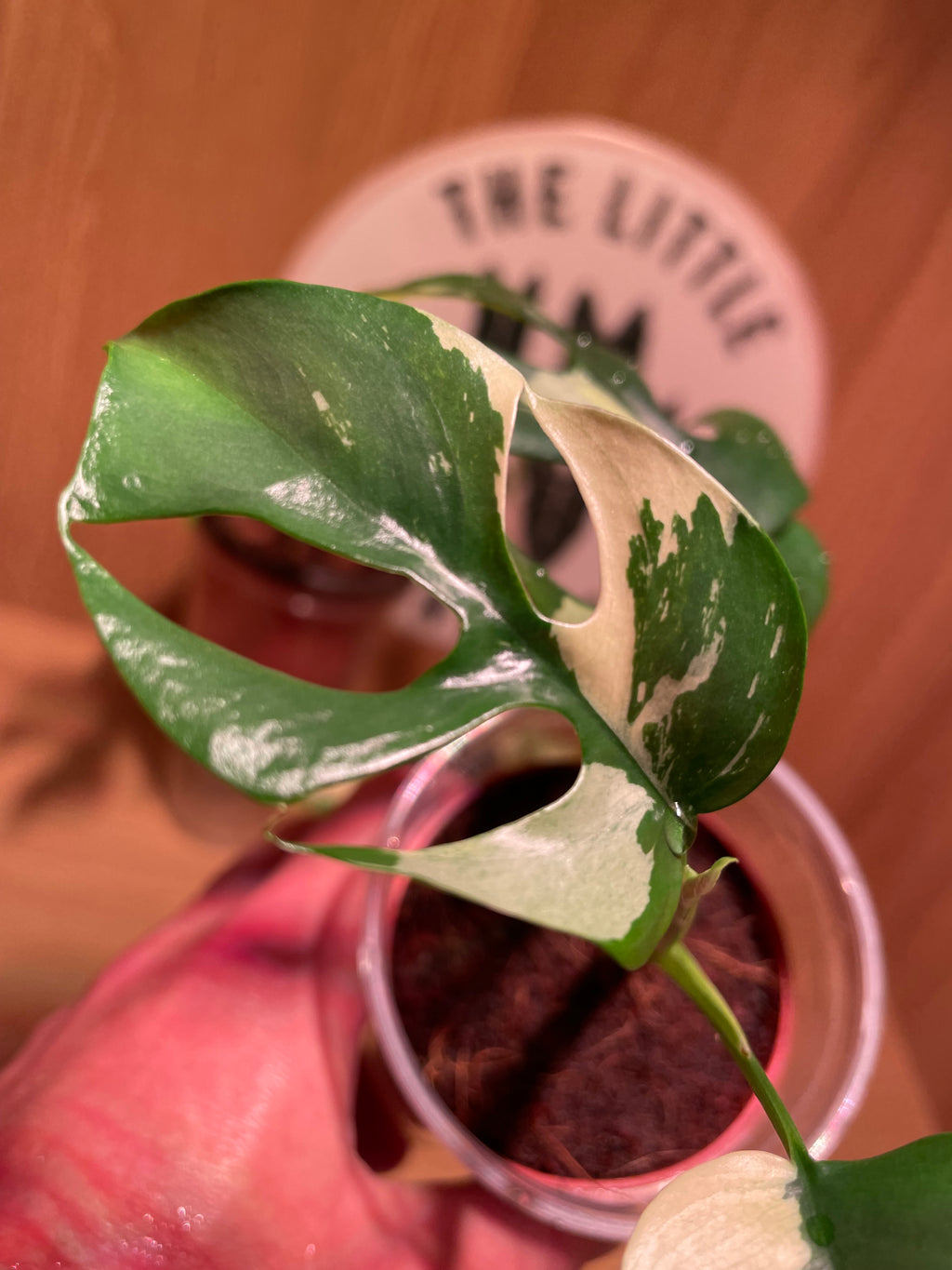 Rhaphidophora Tetrasperma Variegata