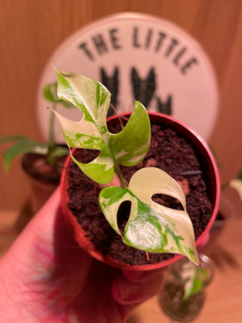 Rhaphidophora Tetrasperma Variegata