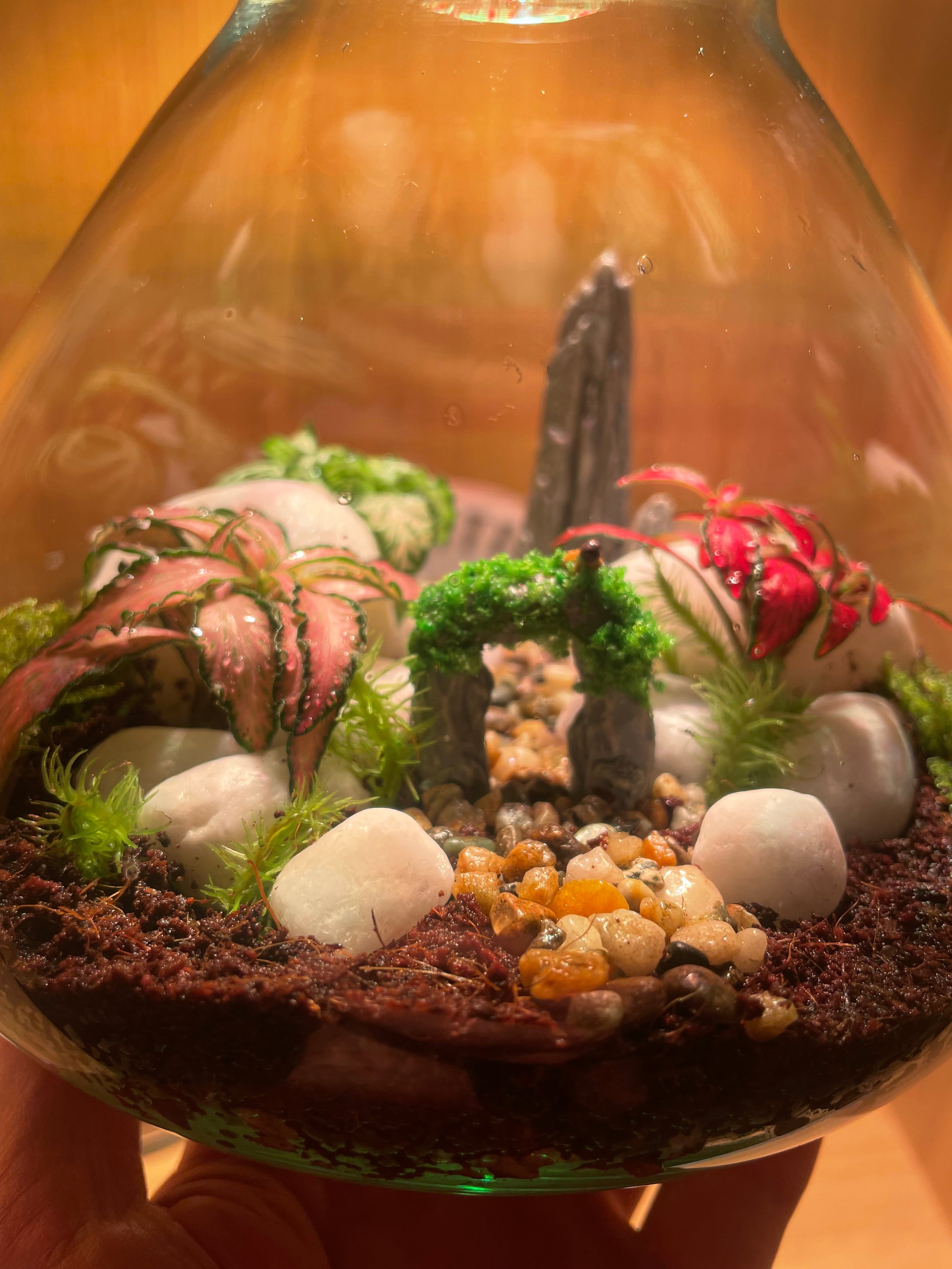 ***NEW*** Little Bird Terrarium