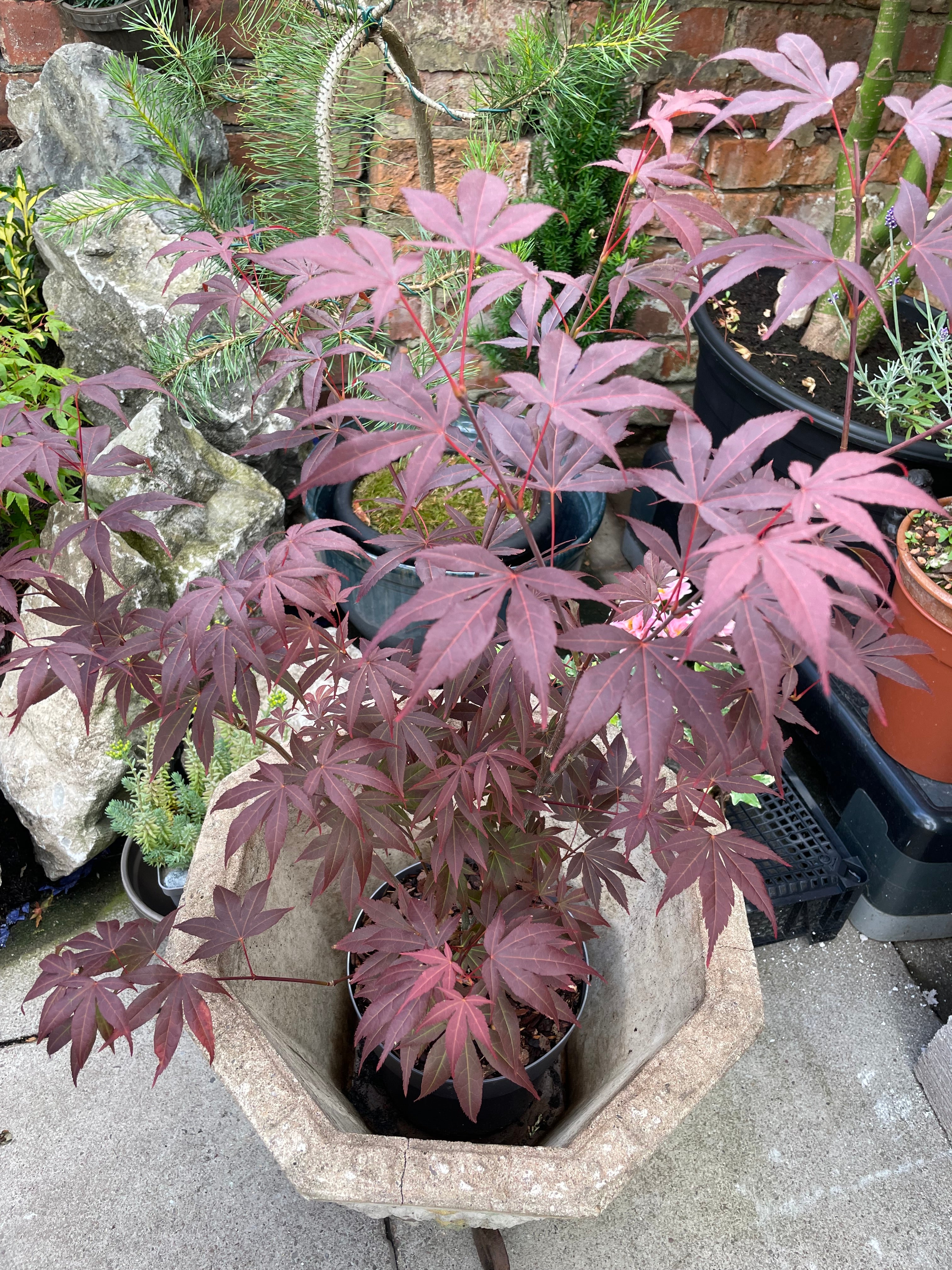Acer Palmatum Atropurpureum