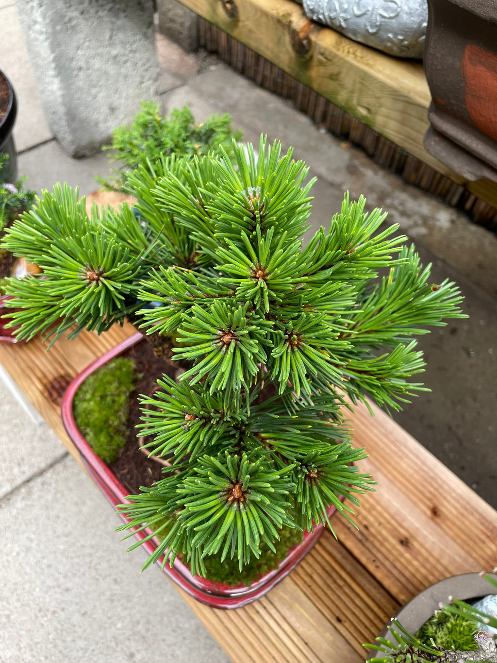 Dwarf Mugo Pine Bonsai