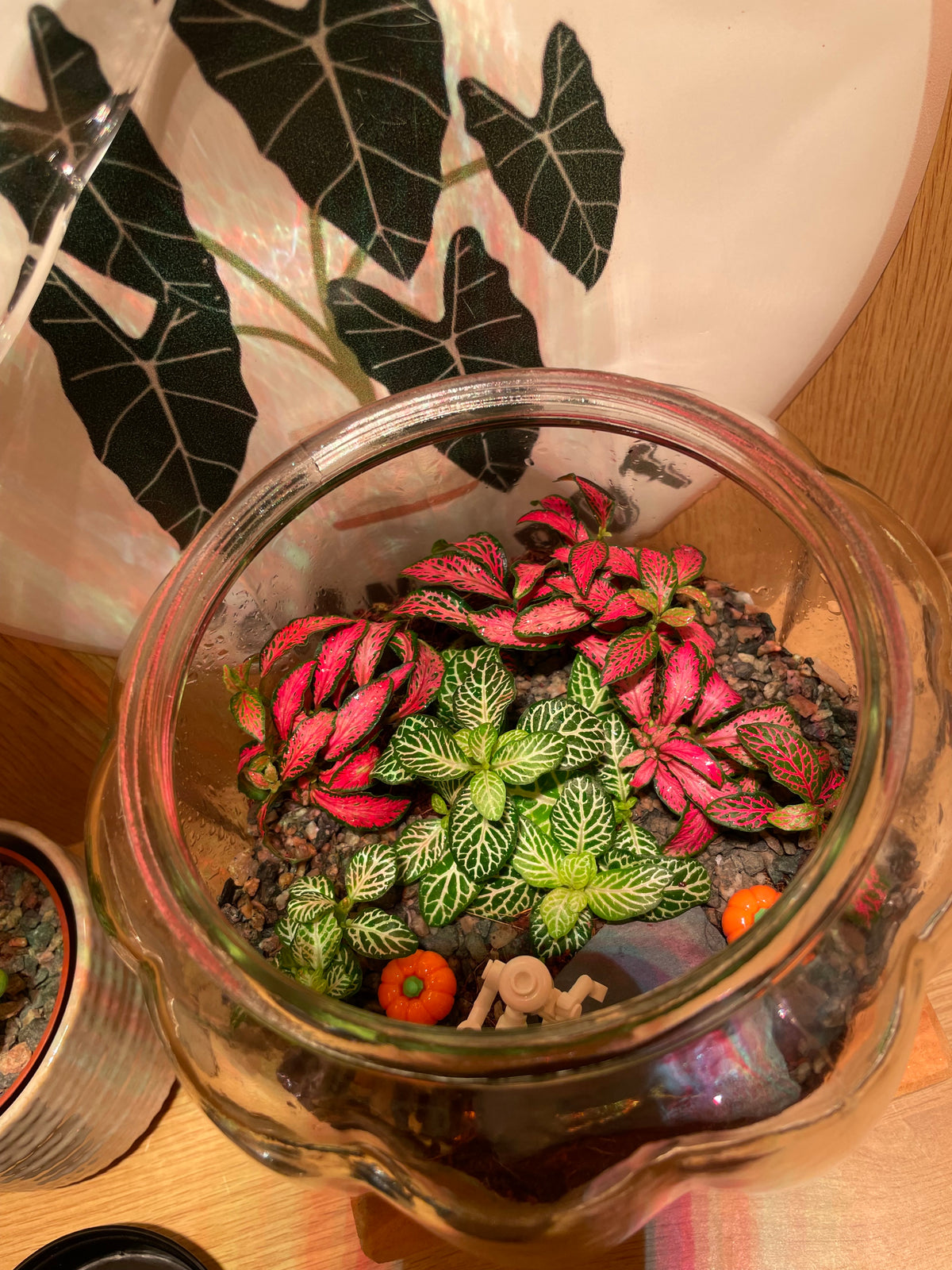 Pumpkin Terrarium