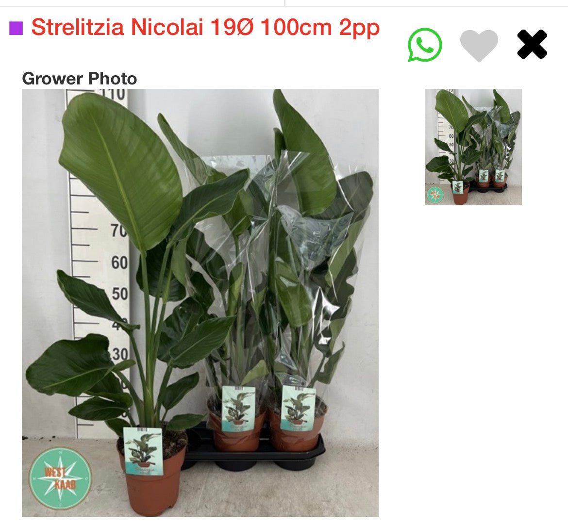 Bird of Paradise 100cm