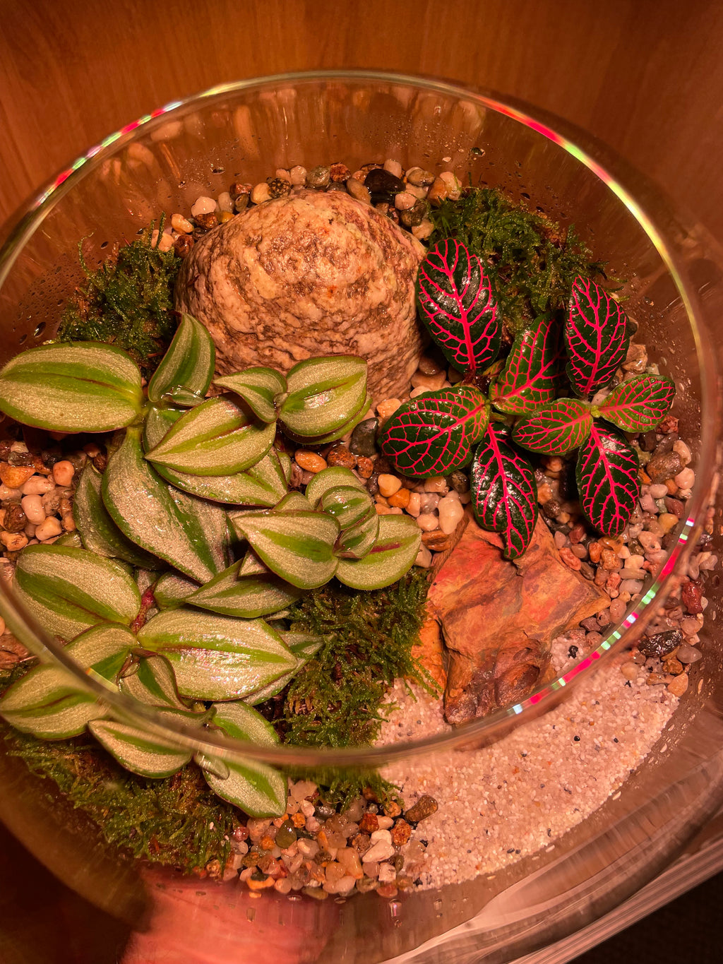 Jungle Bowl