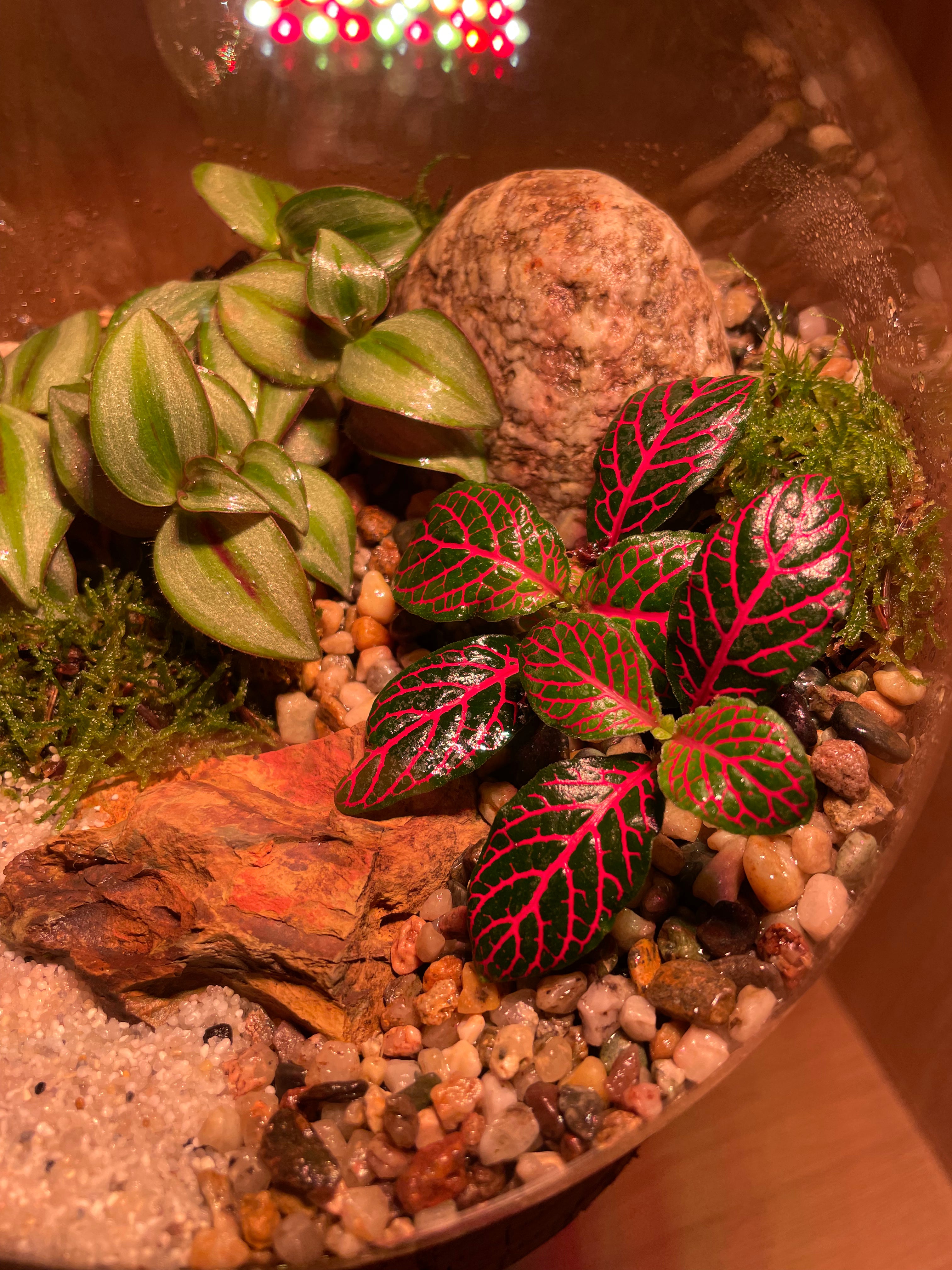 Jungle Bowl