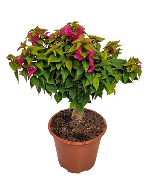 Bougainvillea Thai