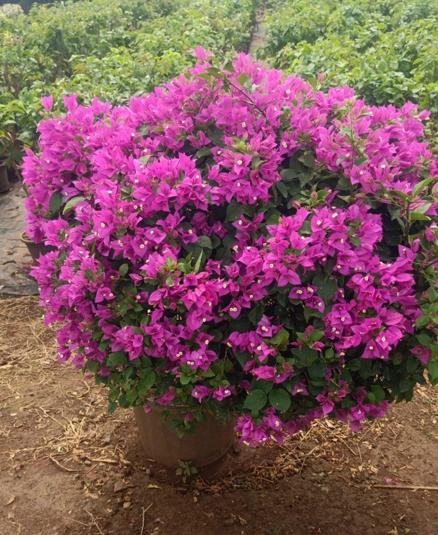 Bougainvillea Thai