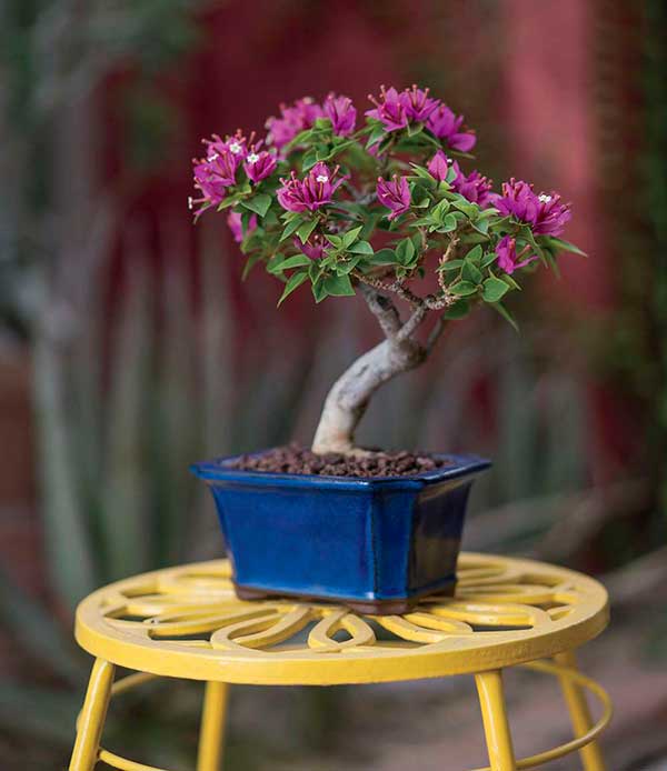 Bougainvillea Thai