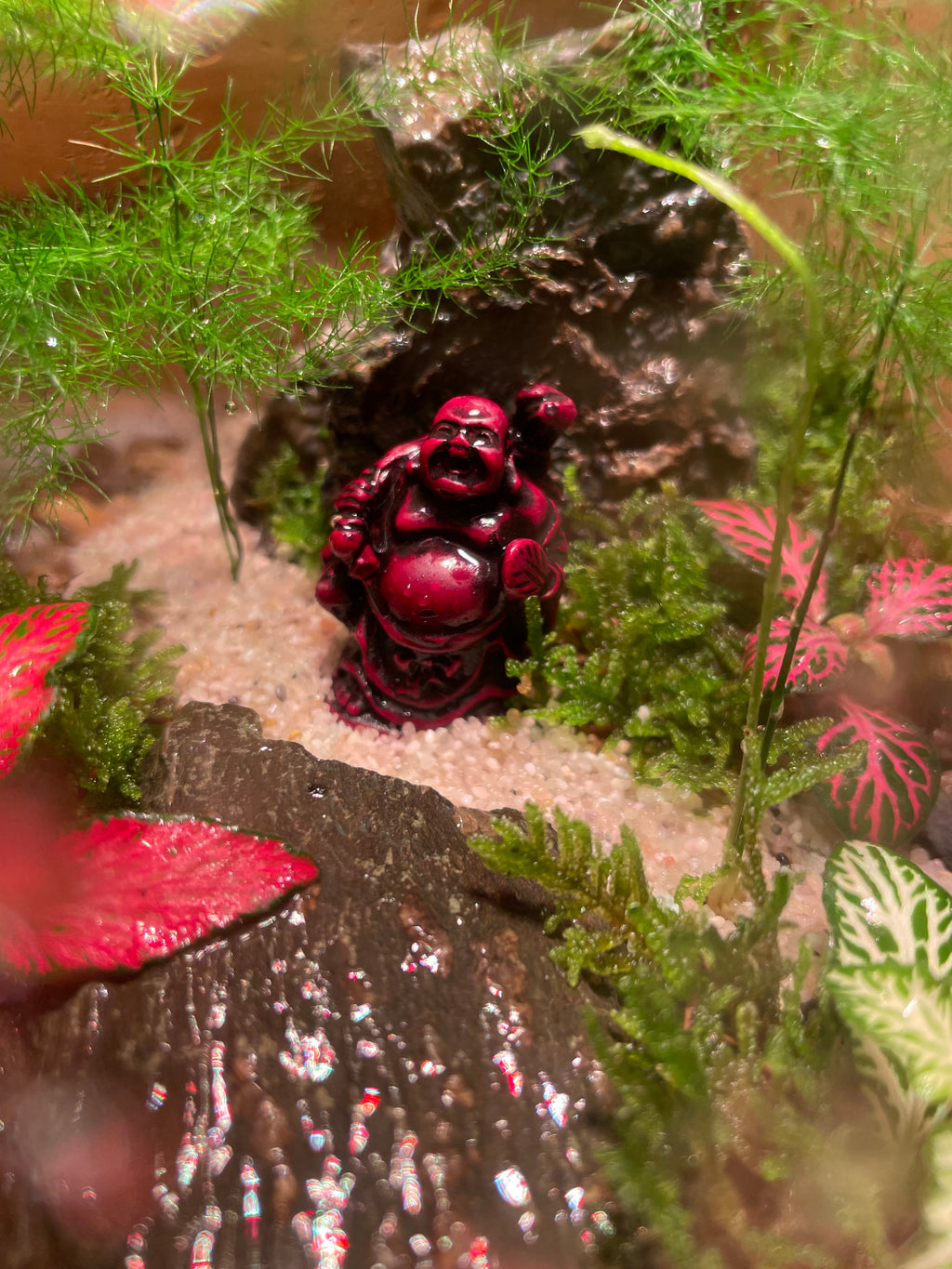Buddha Terrarium
