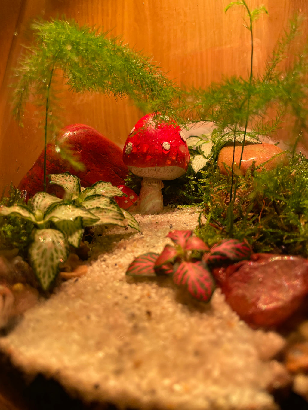 Little Shroom Terrarium