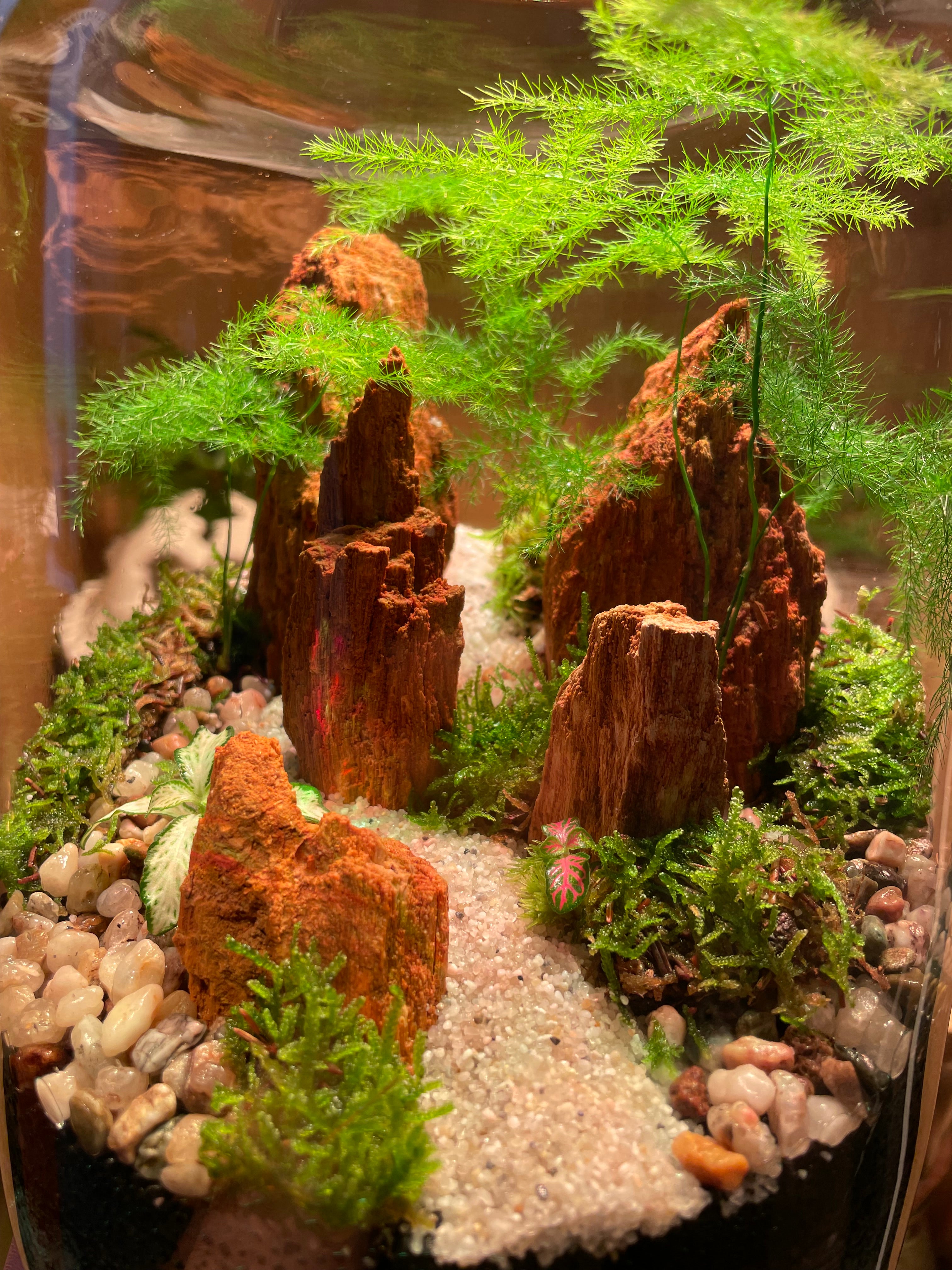 Red Fossil Rock Terrarium