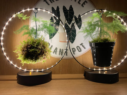 Hanging LED Moss Ball