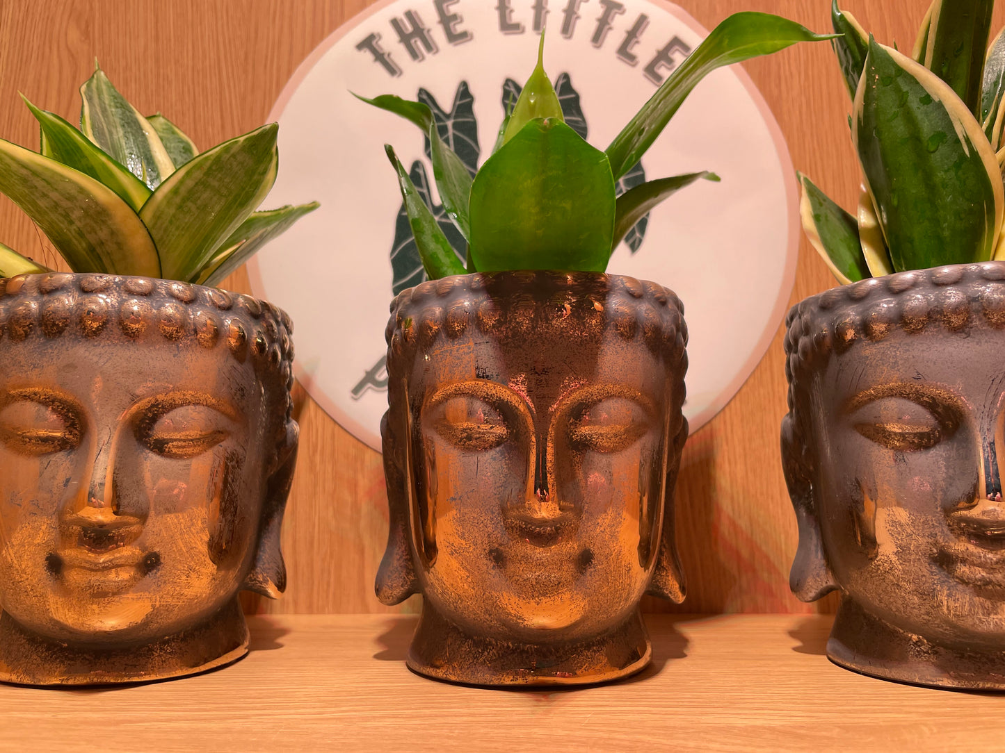 Buddha Pot & Plant