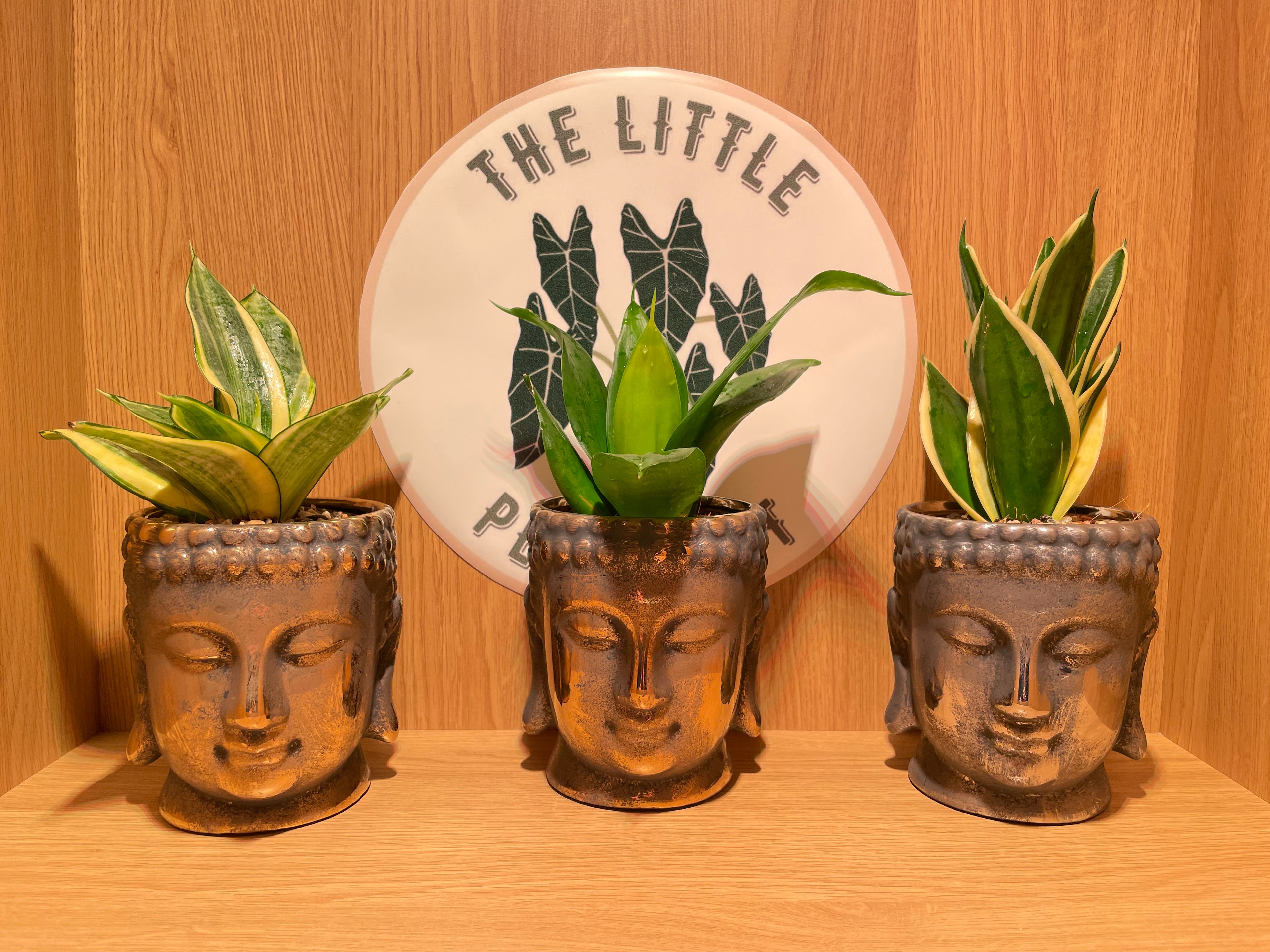 Buddha Pot & Plant