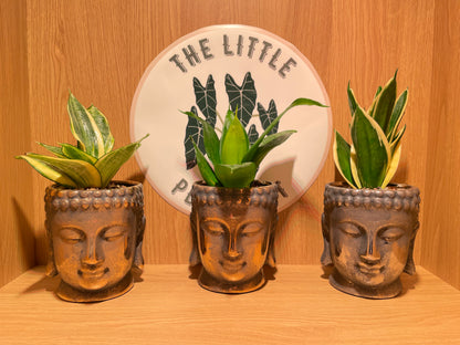 Buddha Pot & Plant
