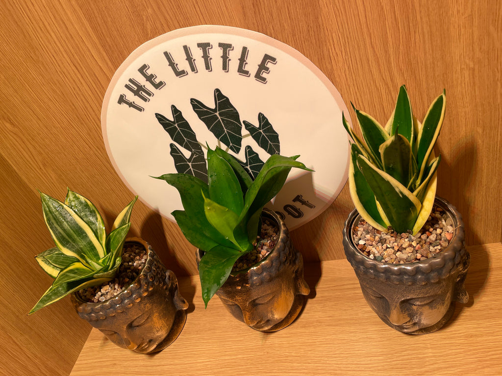 Buddha Pot & Plant