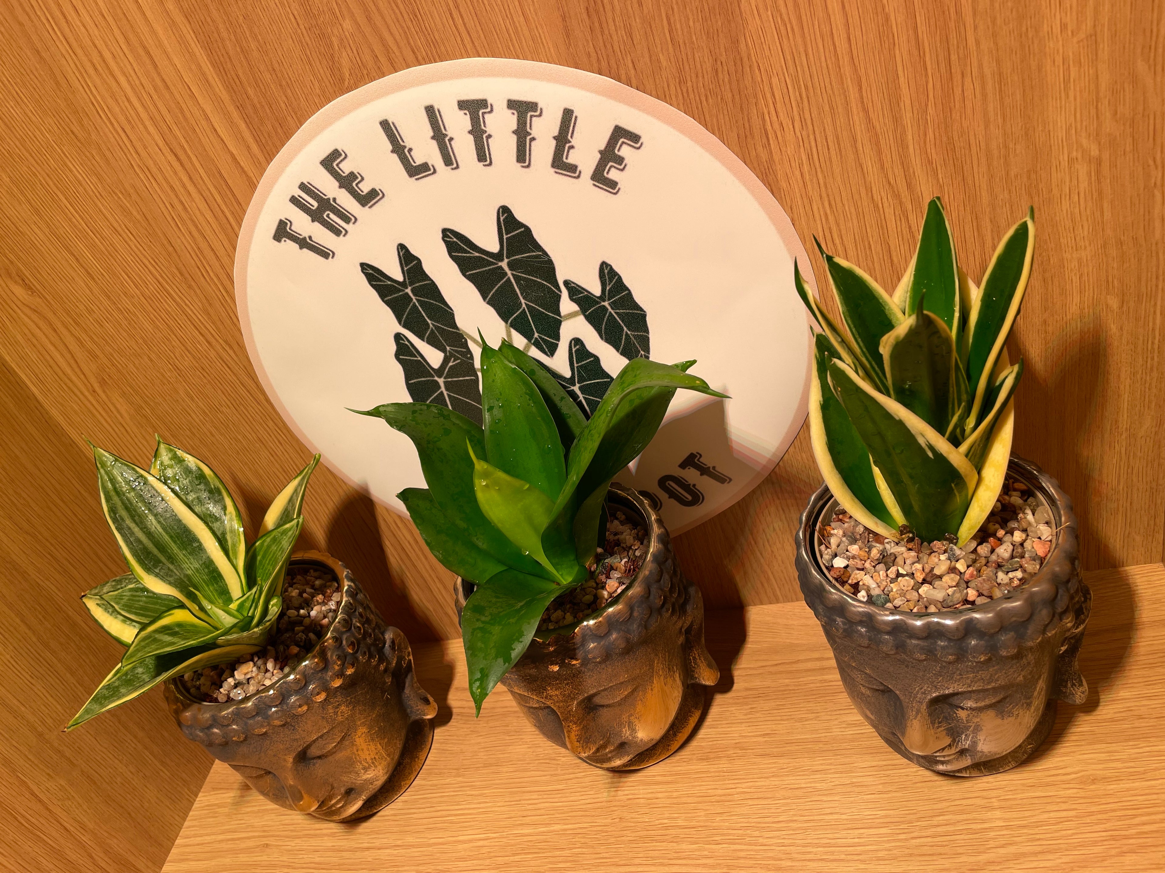 Buddha Pot & Plant